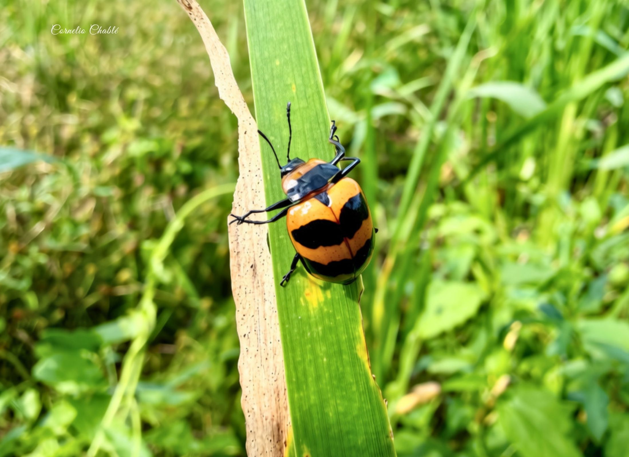 Oligocorynus zebra