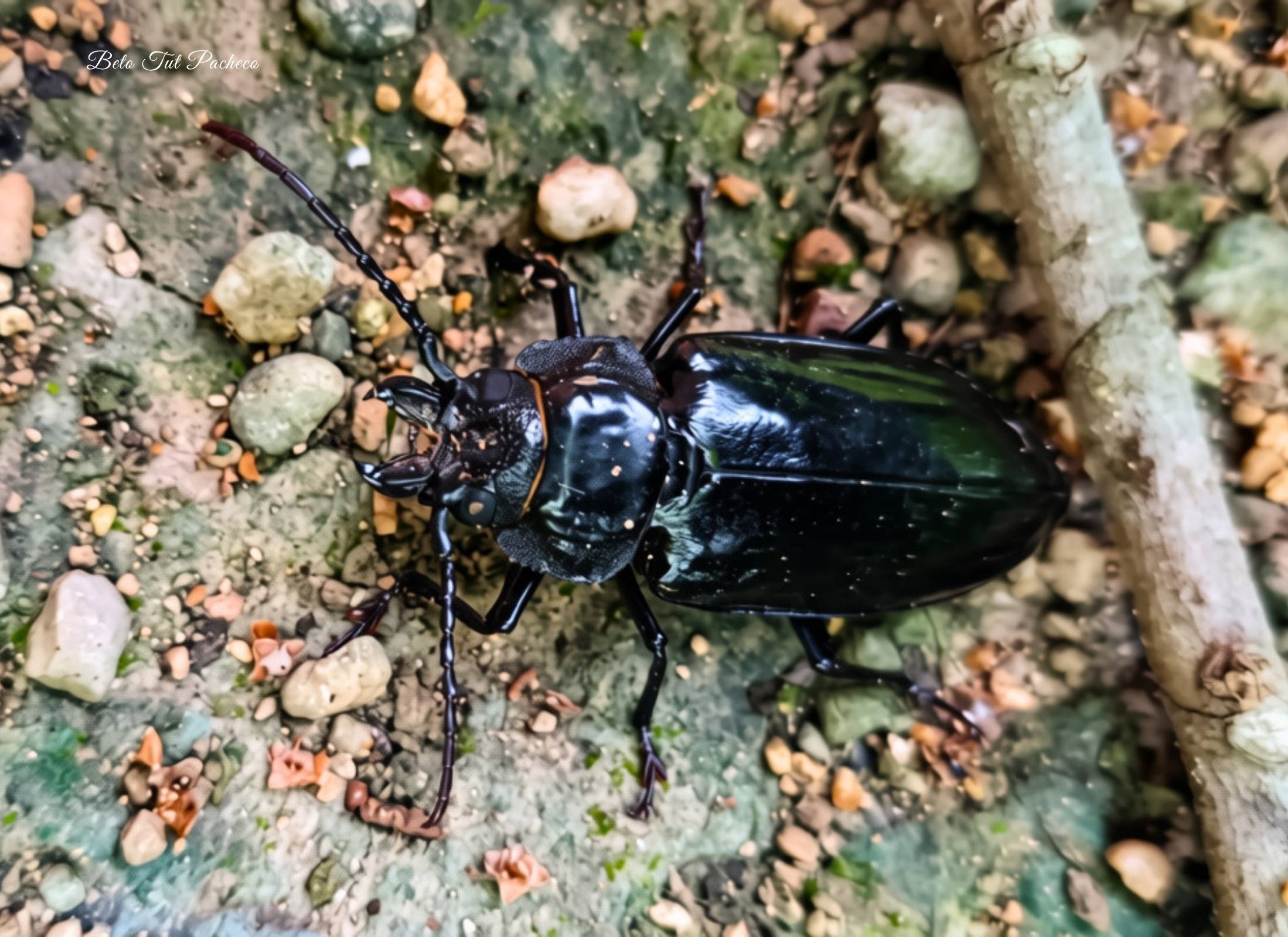 Mallodon chevrolatii