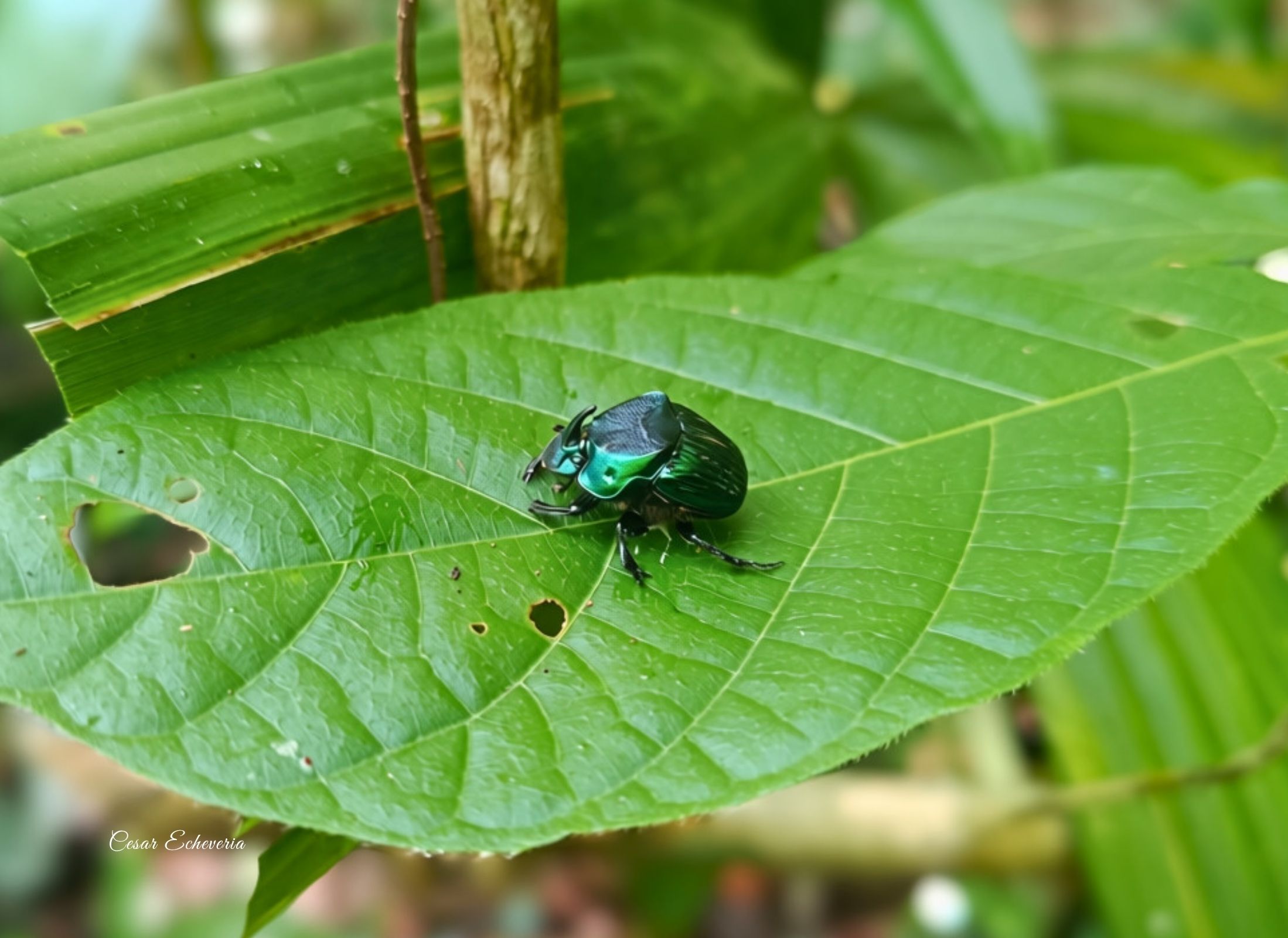 Phanaeus sallei