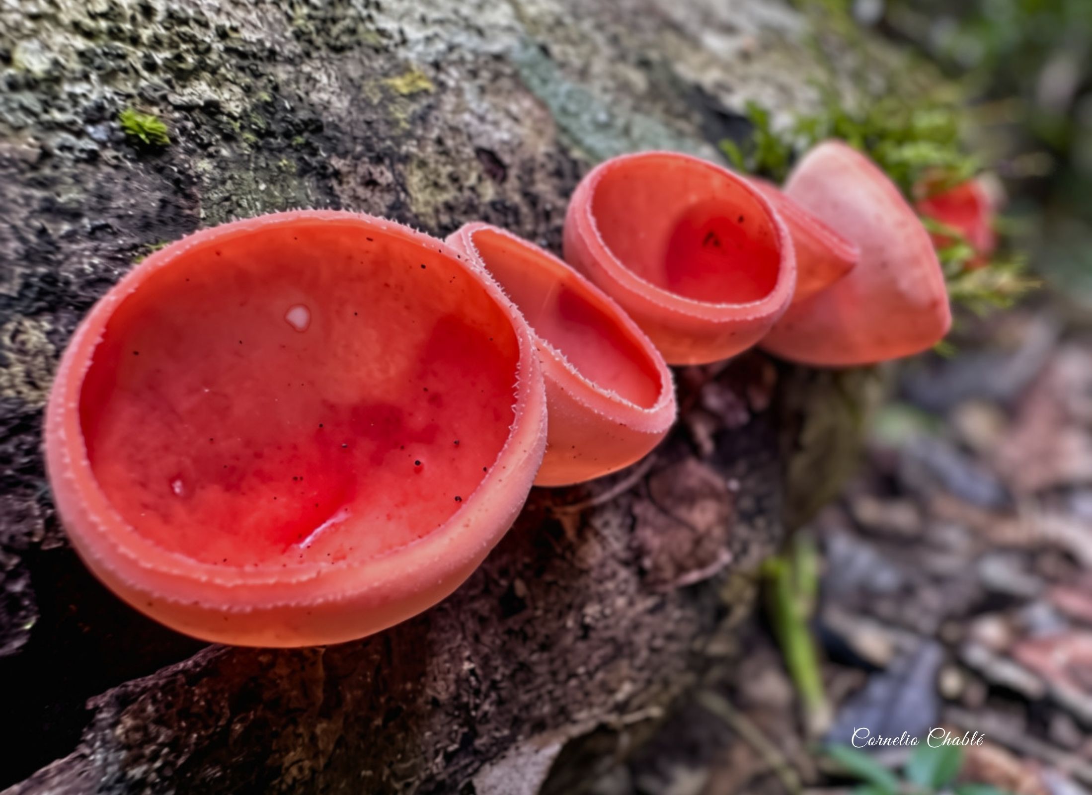 Cookeina speciosa