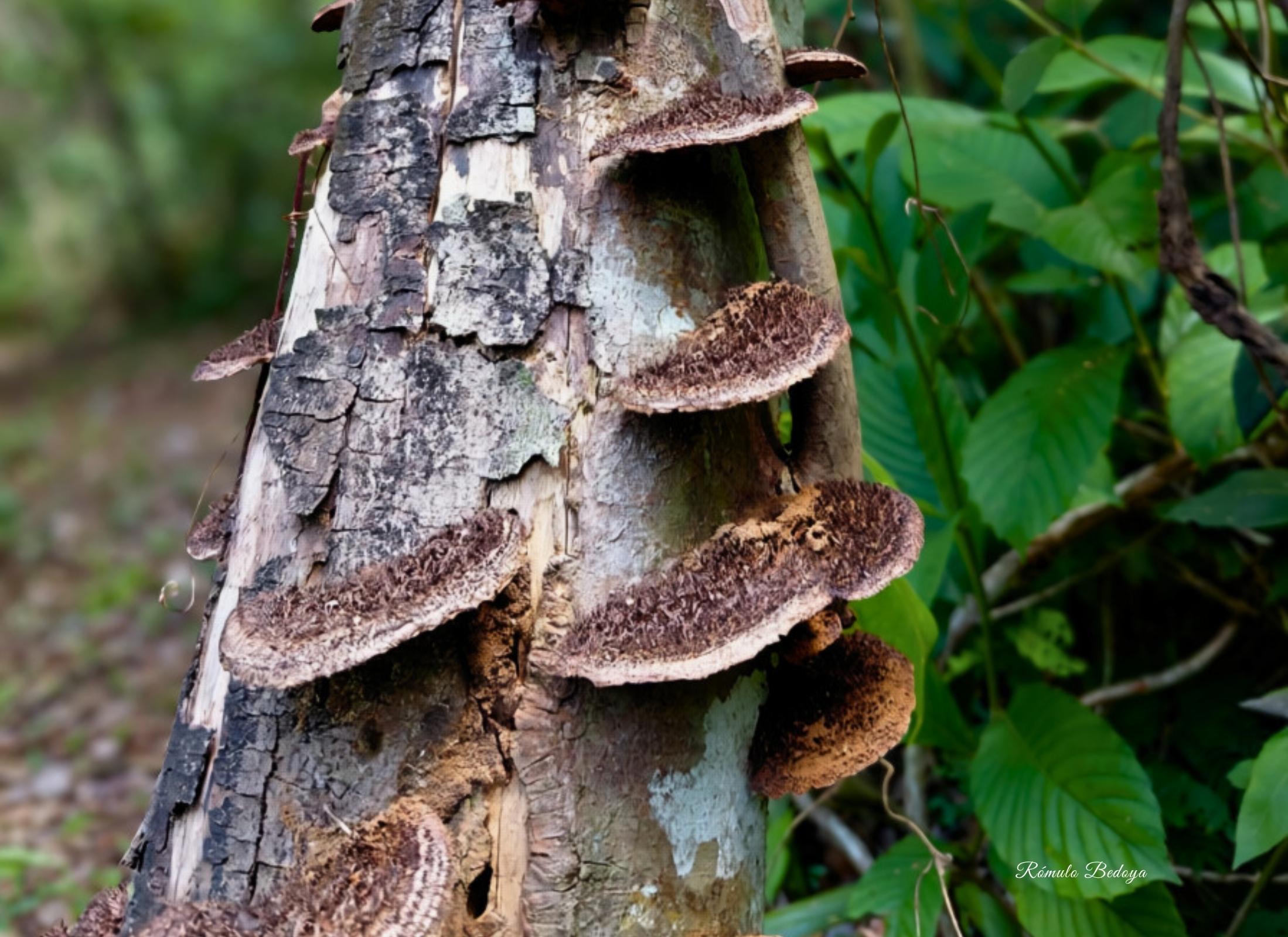 Hexagonia hydnoides