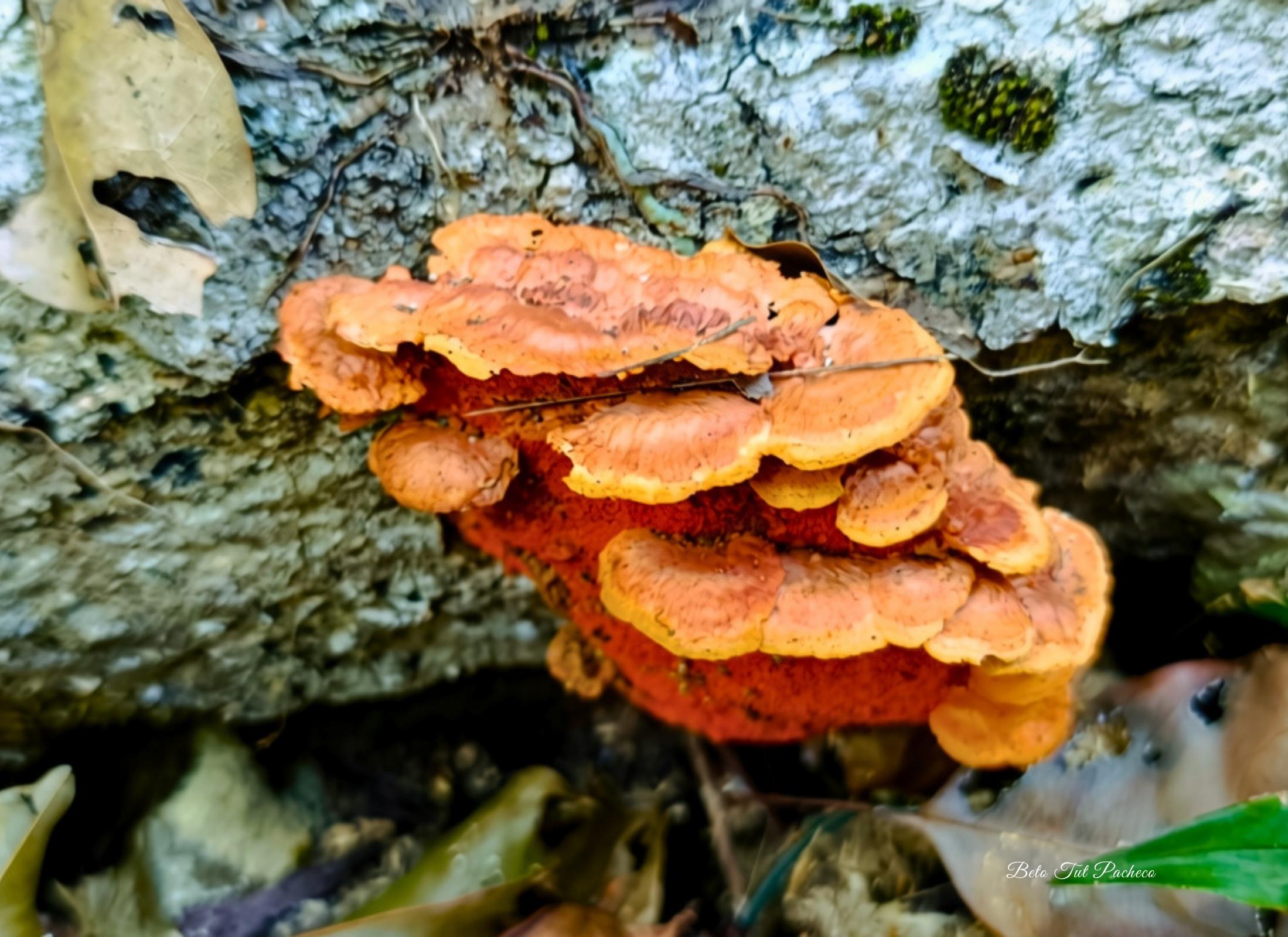 Trametes sanguinea