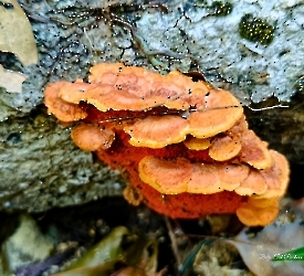 Trametes sanguinea