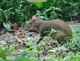 Dasyprocta punctata