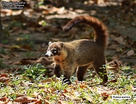 Nasua-narica-estacion