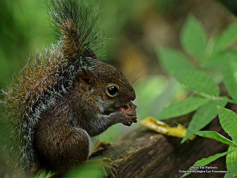 Sciurus deppei