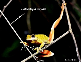 Tlalocohyla-loquax