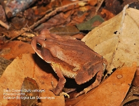 Incilius-valliceps