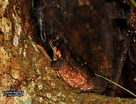Rhinella marina