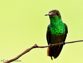 Rufous-tailed Hummingbird