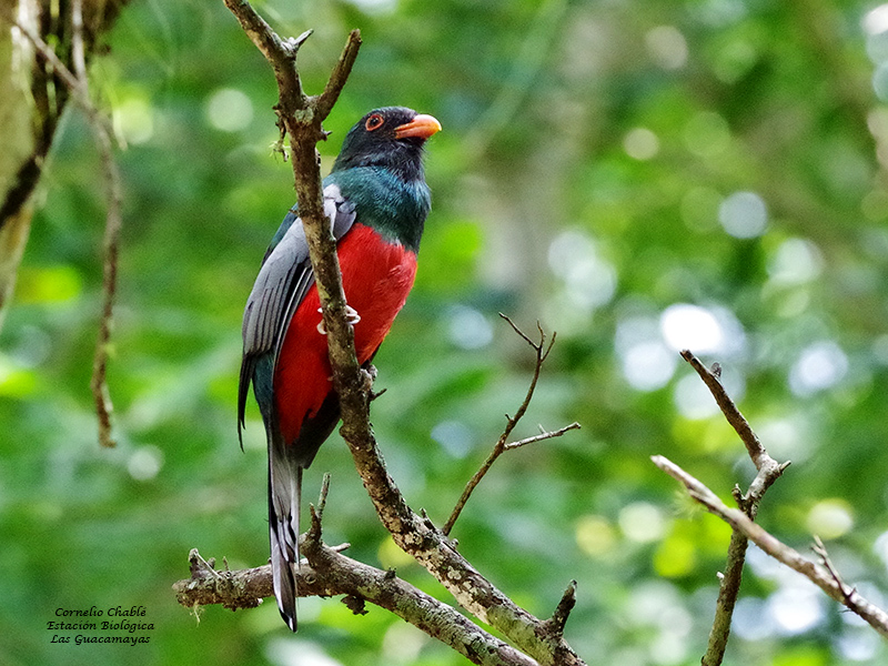 Slaty-tailed Trogon