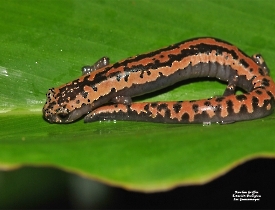 Bolitoglossa mexicana