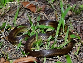 Mastigodryas melanolomus