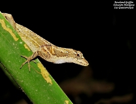 Norops capito