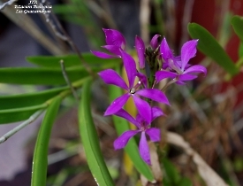 Epidendrum imatophyllum