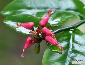 Euphorbia tithymaloides