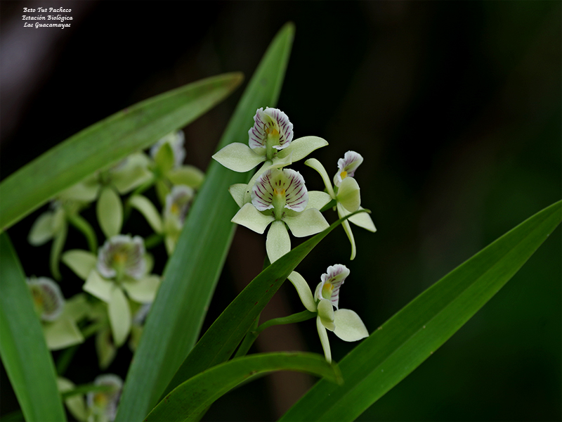 Prosthechea Radiata