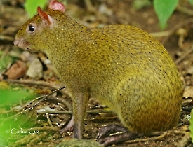 Dasyprocta punctata