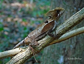 Corytophanes hernandesii