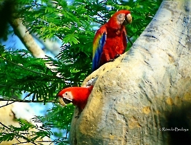 Scarlet Macaw