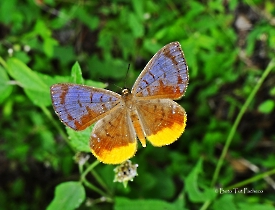 Hypophylla sudias