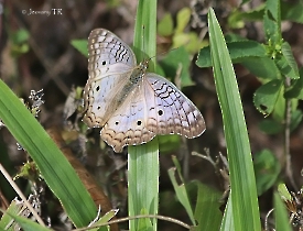 Anartia Jatrofhae