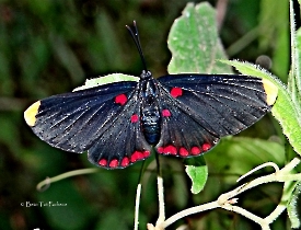 Melanis pixie sanguinea