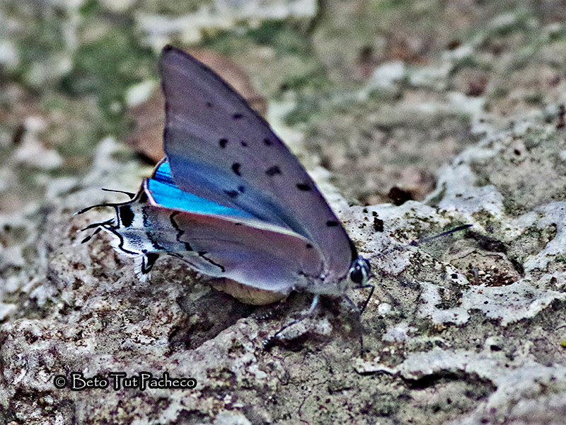 Pseudolycaena damo
