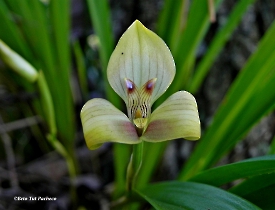 Trigonidium egertoniamun