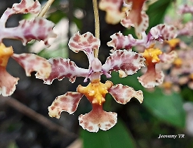 Oncidium luridum