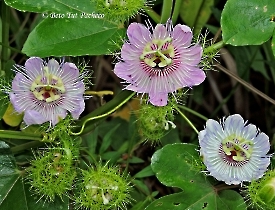 Passiflora Foetida
