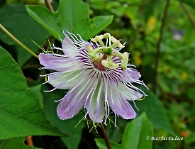 Passiflora Foetida2
