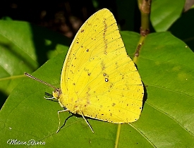 Large Orange Sulphur-Phoebis agarithe