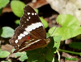 Anartia fatima