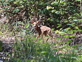 Bebe-odocoileus