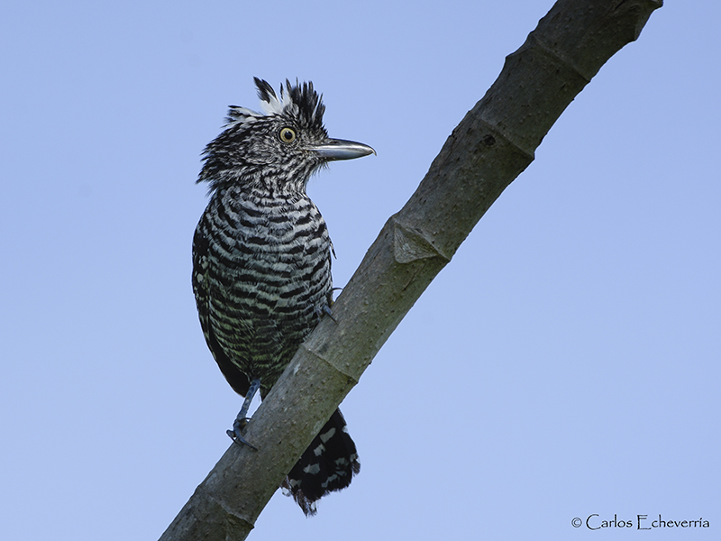Barred Anshrike-estacion-biologica-las-guacamayas