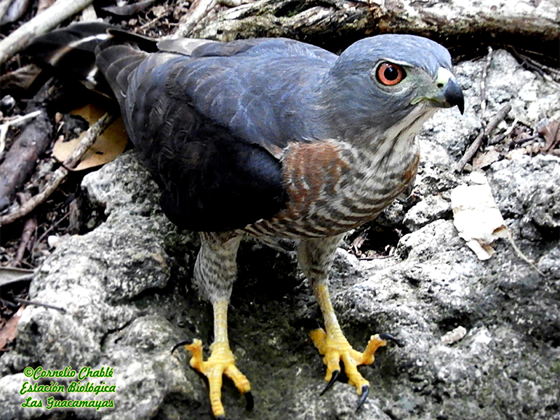 Harpagus bidentatus 