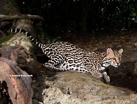 Ocelote pardalis