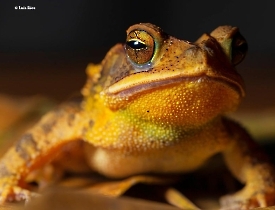 Incilius-valliceps