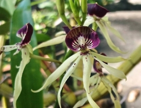Prosthechea cochleata