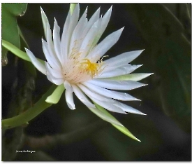 Ninfa _Nymphaea pulchella
