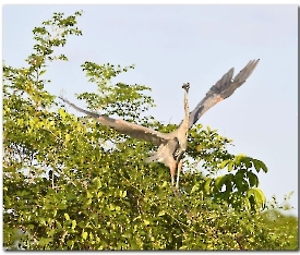 Great Blue Heron_Ardea herodias