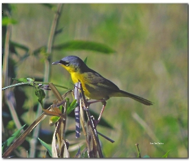 Gray crowned Yellowthroat