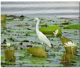 Egretta thula-Snowy Egret