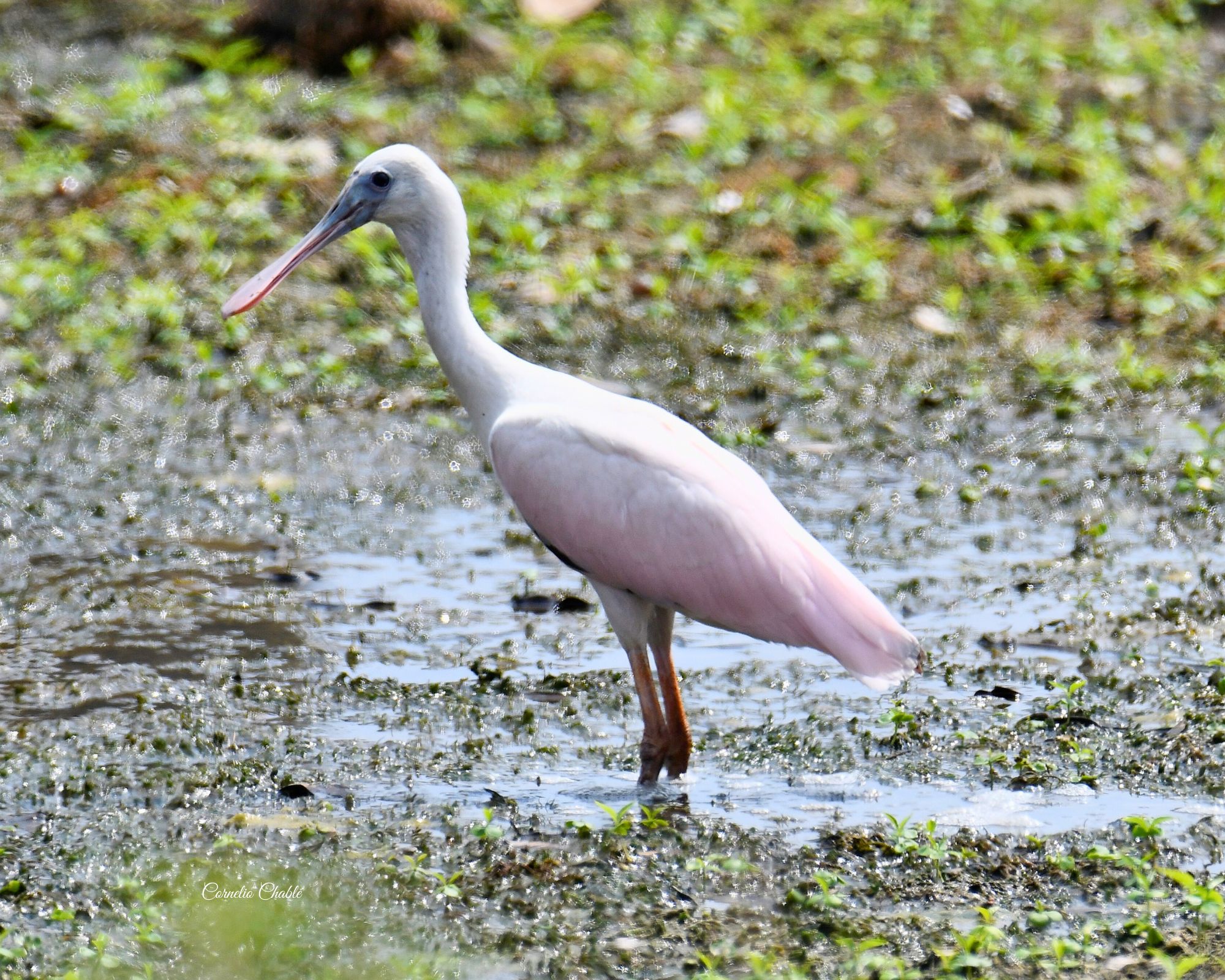 Rose Spoonbill