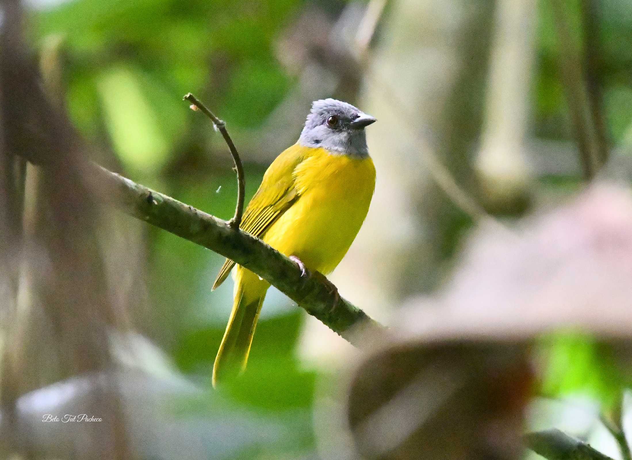 Grey-headed Tanager