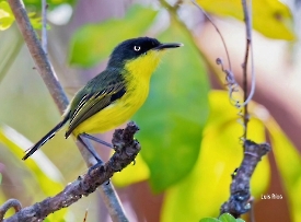 Common Tody-Flycatcher