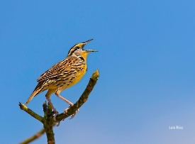 Eastern Meadowlark