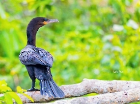Cormoran Neotropical
