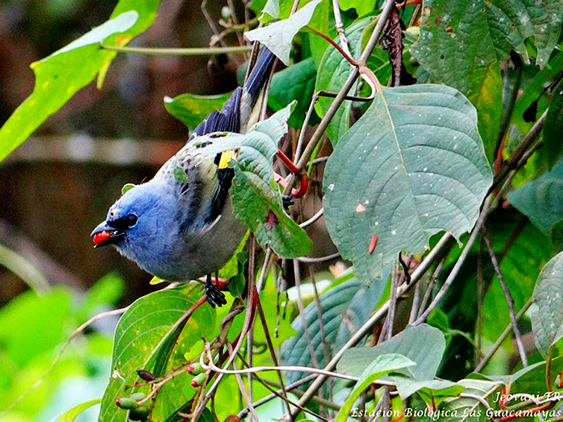 Yellow-winged-tanager